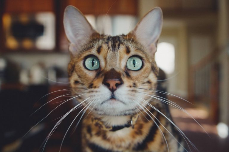 6 accessoires essentiels pour ton chat !