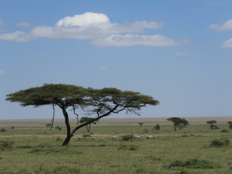 5 conseils pour bien préparer son premier safari photo